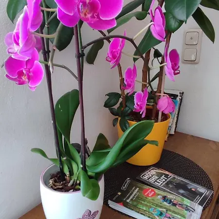 Gaestezimmer & Mayrhofer Lägenhet