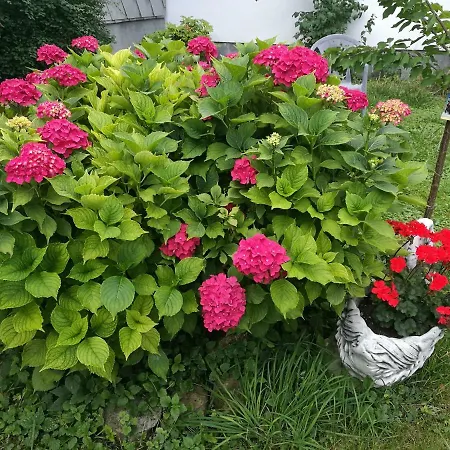 Gaestezimmer & Mayrhofer Apartman Waidhofen an der Ybbs