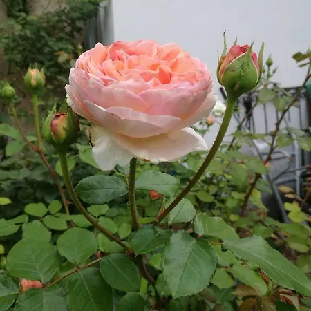 Gaestezimmer & Mayrhofer Lejlighed Waidhofen an der Ybbs