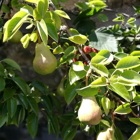 Gaestezimmer & Mayrhofer Lejlighed Waidhofen an der Ybbs