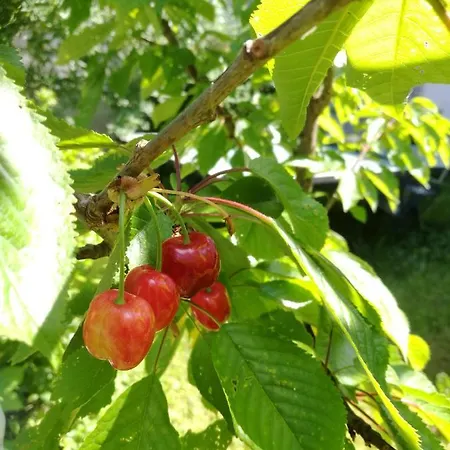 Gaestezimmer & Mayrhofer * Waidhofen an der Ybbs