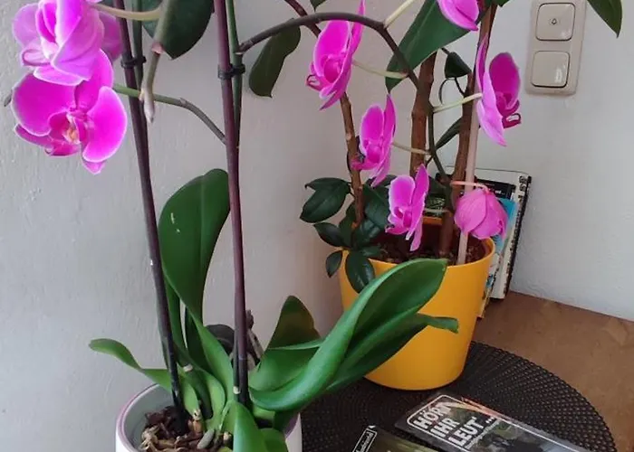 Gaestezimmer & Mayrhofer شقة