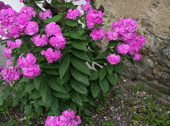 Gaestezimmer & Mayrhofer شقة *