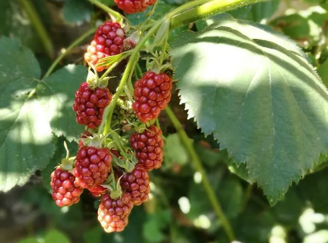 דירה Gaestezimmer & Mayrhofer