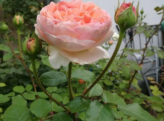 Gaestezimmer & Mayrhofer דירה ויידהופן אן דר איבס