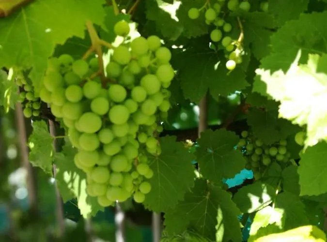 Gaestezimmer & Mayrhofer דירה *