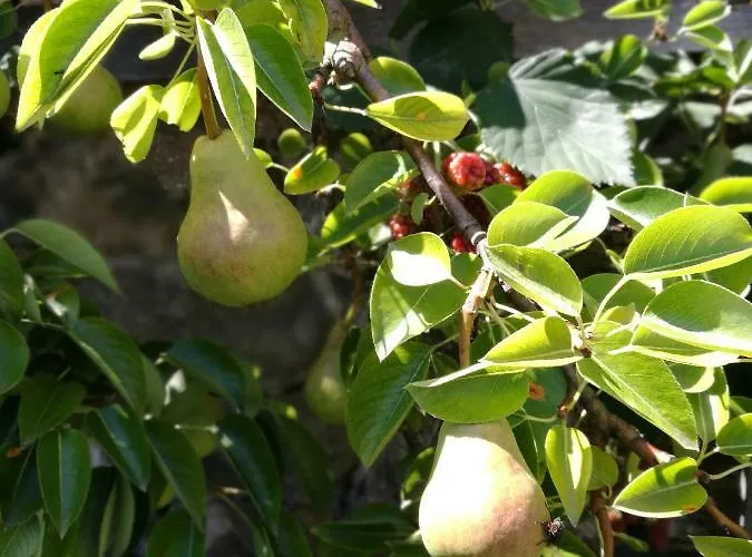 Gaestezimmer & Mayrhofer דירה ויידהופן אן דר איבס