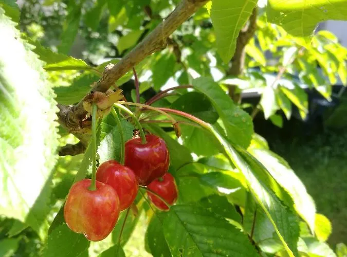 Gaestezimmer & Mayrhofer * ויידהופן אן דר איבס